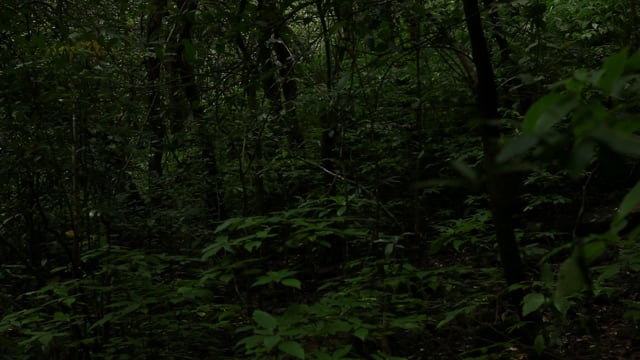 The Last Mango Before the Monsoon-trailer