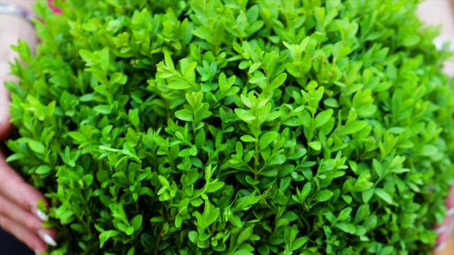 Pair of Buxus (Box) Balls~Welcome To The YouGarden Website