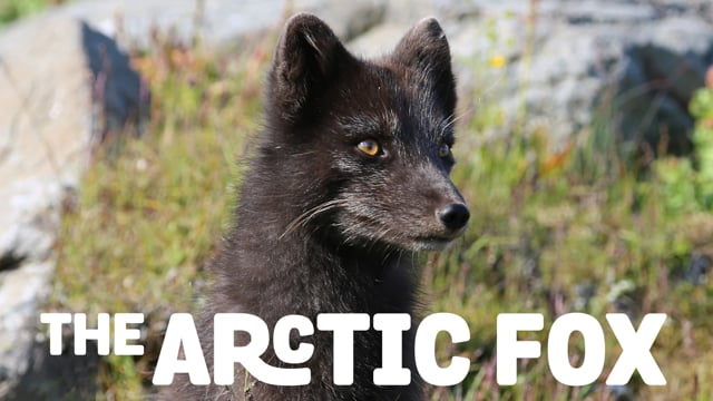 The Arctic Fox: Still Surviving