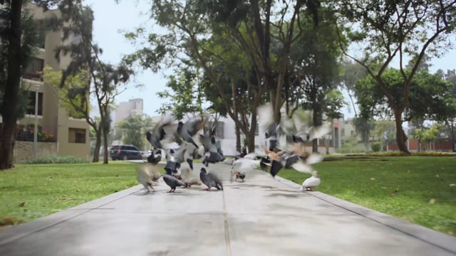 Skateboarding dogs