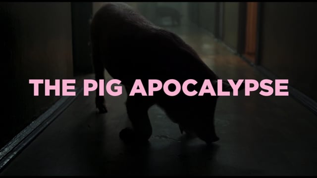 PIGS by Roman Liubyi. Trailer #1