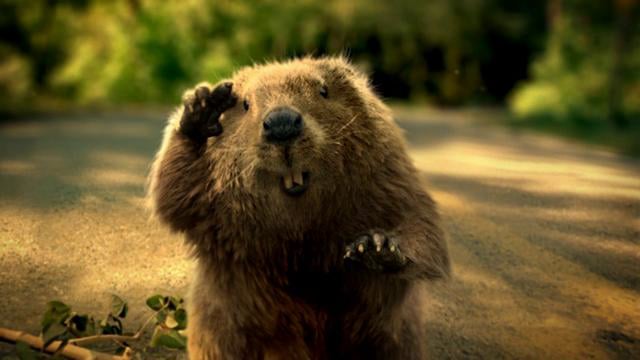 Bridgestone Beaver
