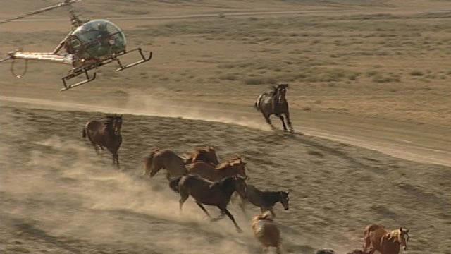 El Caballo: The Wild Horses of North America