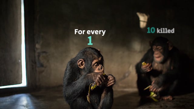 Seeker Lense #2 — Rehab Chimps