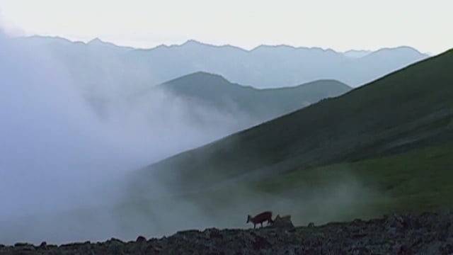 Being Caribou (SD)