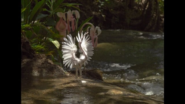 TRAILER - TALV VIHMAMETSAS / WINTER IN RAINFOREST