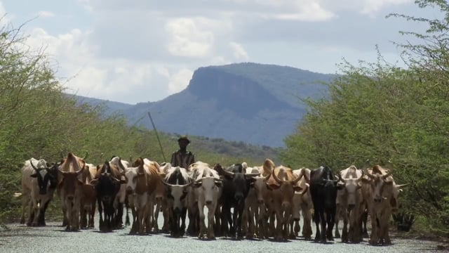 The livestock value chain in Karamoja: An opportunity for climate resilient economic development