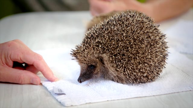 Meet the Hedgehogs