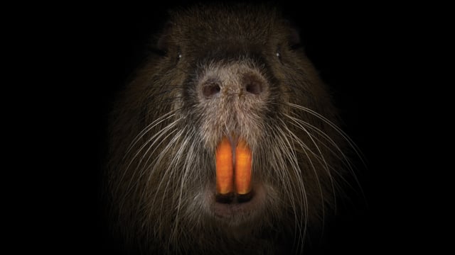 Rodents of Unusual Size