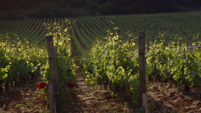 GRAND CRU | Official Trailer