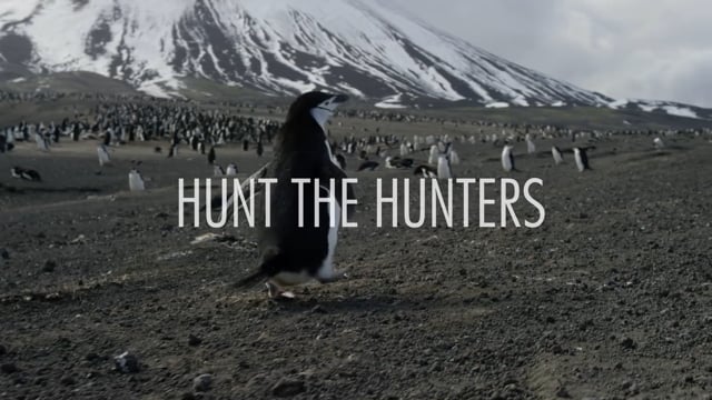 Hunt the Hunters