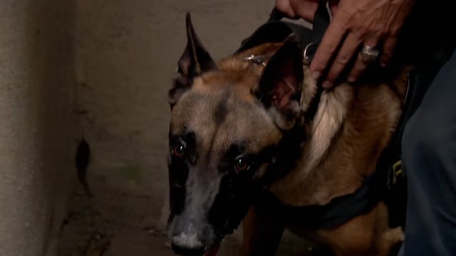 Hero Dogs Action Sequence 03