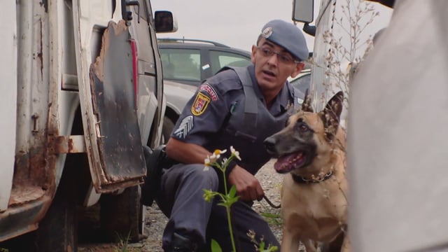 Hero Dogs Action Sequence 04