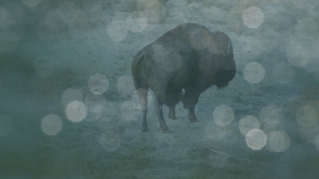 Becoming Animal - Official Trailer