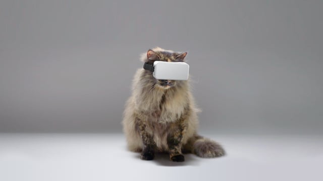 Cat VR