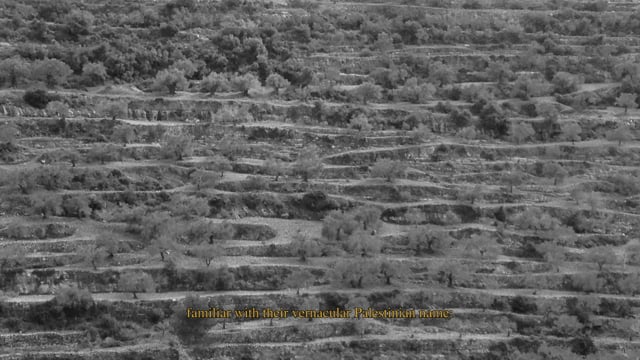Wild Plants of Palestine