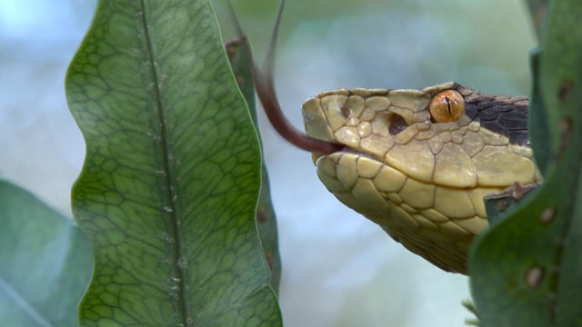 The Unknown Snake of Bolivia - Trailer [ENG]