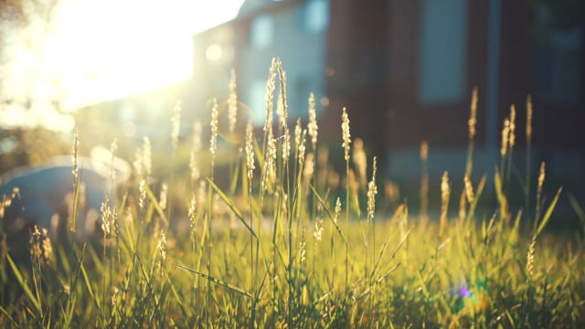 Sony A7 iii 4k HDR footage - Summer Walk (SONY A73)