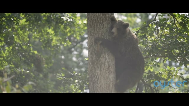 Volunteer with bears in Romania