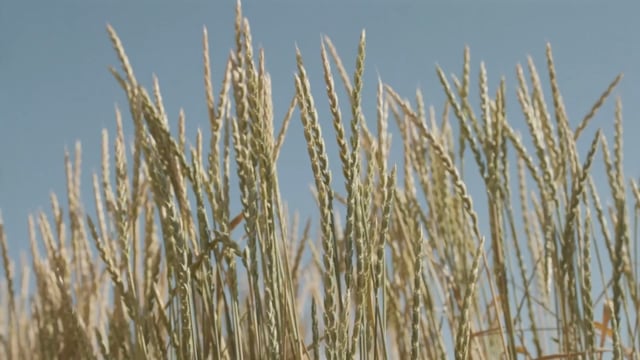 Wild Relatives