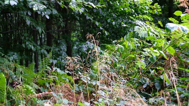 Peter Vink — Bois de Ligne, no. 23 Sites en Ligne, site-specific light installation