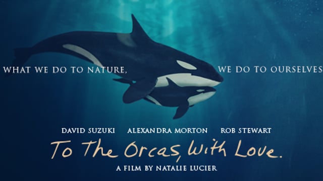 orcamovie trailer - A love letter to the Orcas