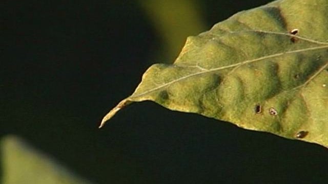 Tobacco Money Feeds My Family opening
