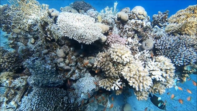 שונית האלמוגים – ים, צלילה ודגים