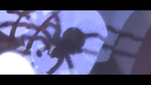 Austrumeiropas Zirnekļsieviete (2019) - TĪZERIS