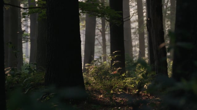 Burned: Are Trees the New Coal?
