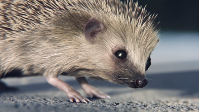 Volkswagen Hedgehog