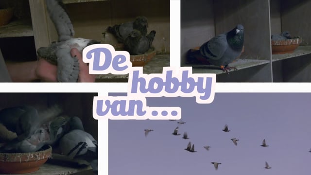 De hobby van...duivenmelker