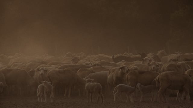 CAMPO_TRAILER_ENG