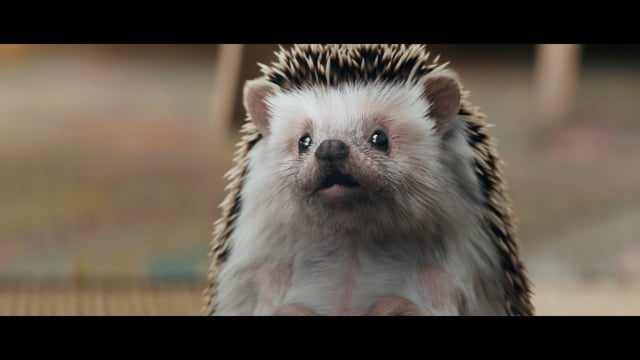 ⁣Hedgehog, Cleaning the Pool, The Chosen