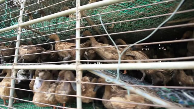 Duck Academy - Trailer