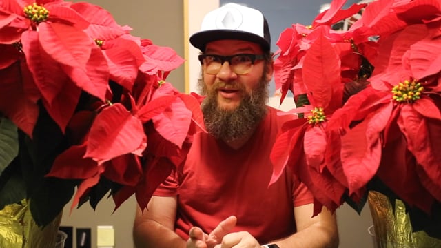 &Barrcast Agency — Poinsettias
