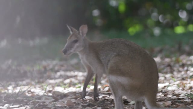 VEEAM James Cook University
