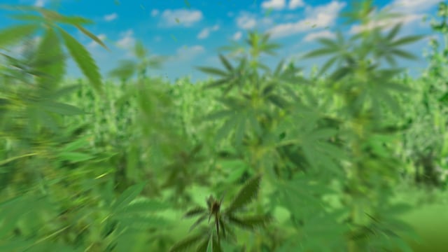 CBD