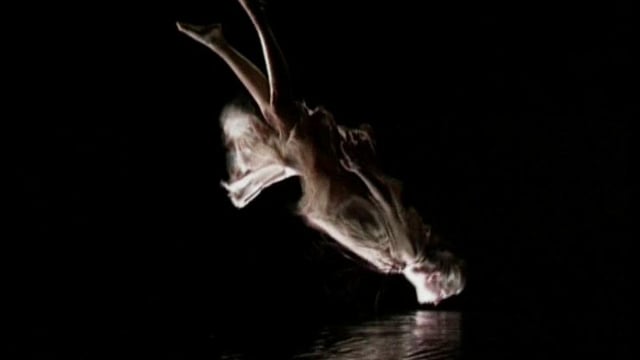 BANDE DÉMO 2012 / SHOWREEL - THOMAS BATAILLE DoP