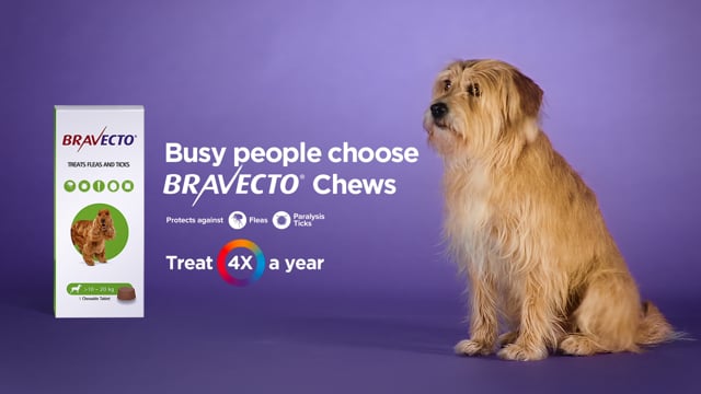 Busy People Choose Bravecto Chews Boris