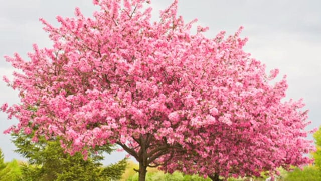 Cercis 'Avondale' (Redbud)