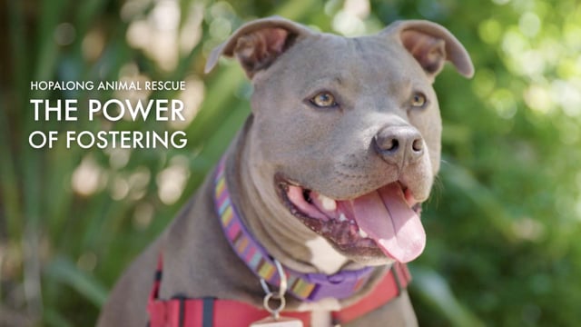 Hopalong Animal Rescue // The Power of Fostering