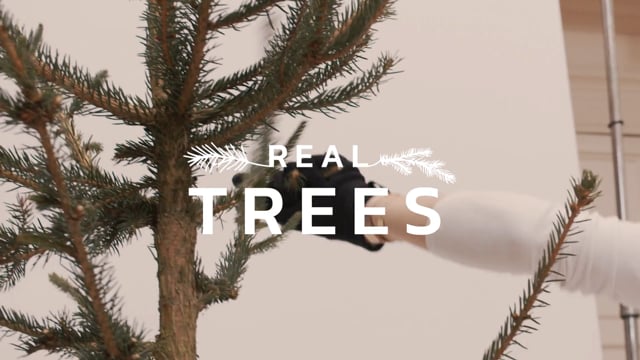 Real Trees: All Trees Deserve Love