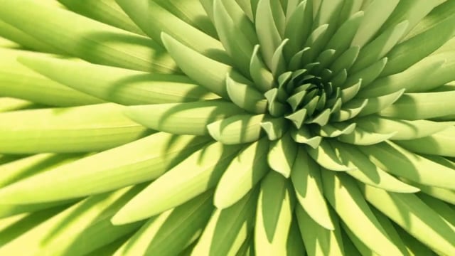 Phyllotactic Pattern Only — Fowler