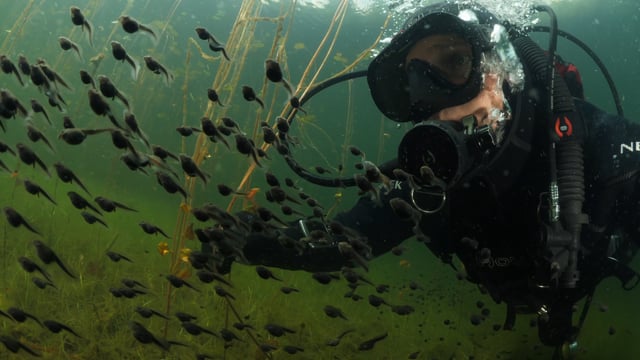 Tadpole Express