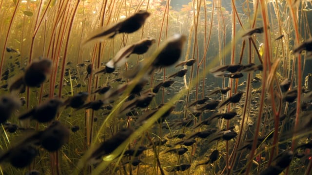 Tadpole Migration