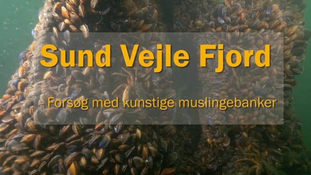 Sund Vejle Fjord