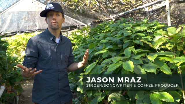 Geisha Coffee: Jason Mraz