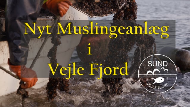 Nyt Muslingeanlæg i Vejle Fjord