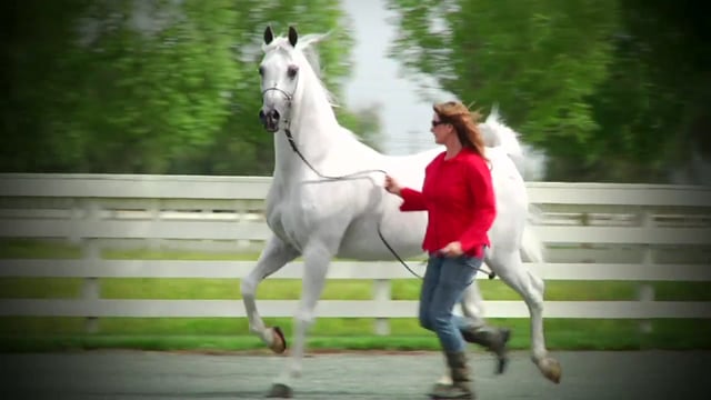 *Emigrant PASB by Horsefly Films.